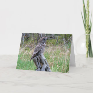 UNDERBART GRÅTT UGGLA i VILDEN Kort