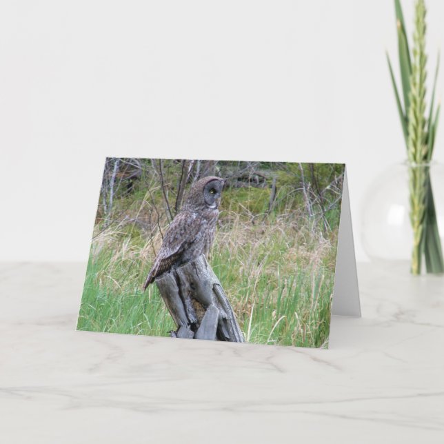 UNDERBART GRÅTT UGGLA i VILDEN Kort (Framsida)