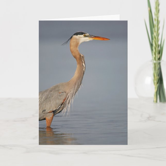 Underbart gratulationskort för blå Heron-profil Kort (Framsida)
