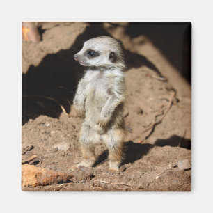 Underbart gulligt sött afrikanskt Meerkat djur Magnet