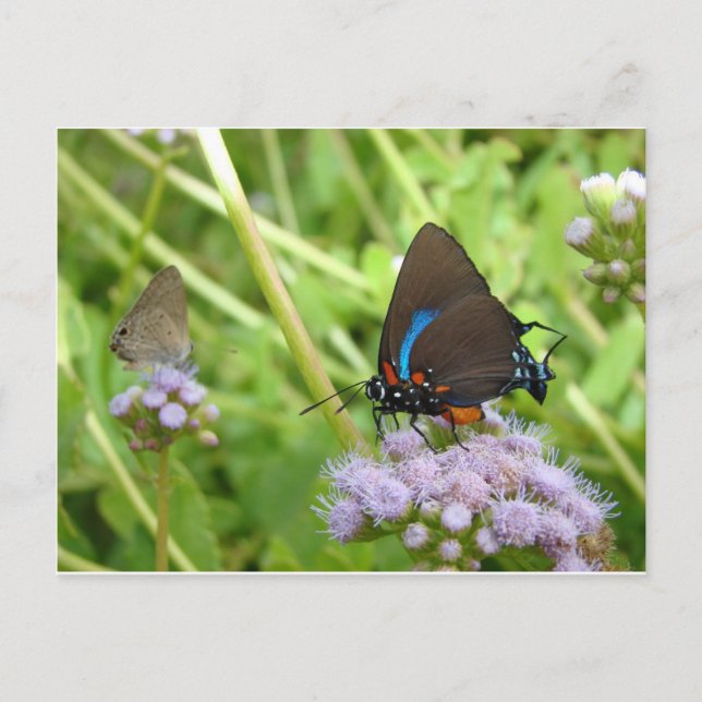 Underbart Lila Hairstreak butterfly-vykort Vykort (Framsida)