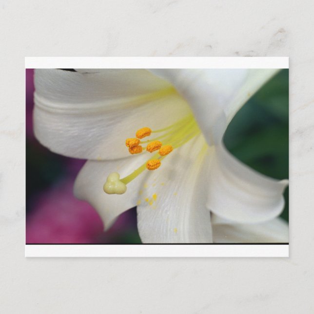 Underbart medan Lily Vykort (Framsida)