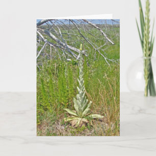 Underbart Mullein-kort (Verbascum thapsus) Kort