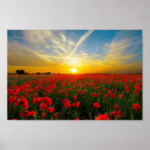 Underbart Poppy Fält Sunset Horizon Poster
