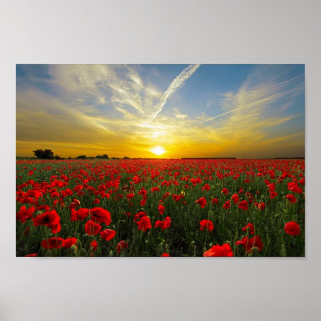 Underbart Poppy Fält Sunset Horizon Poster (Framsidan)
