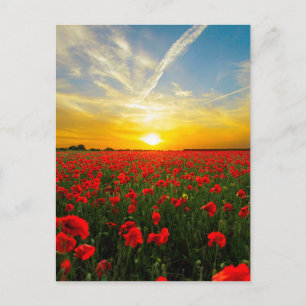 Underbart Poppy Fält Sunset Horizon Vykort