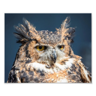 underbart porträtt för Horned uggla 10x8 Fototryck