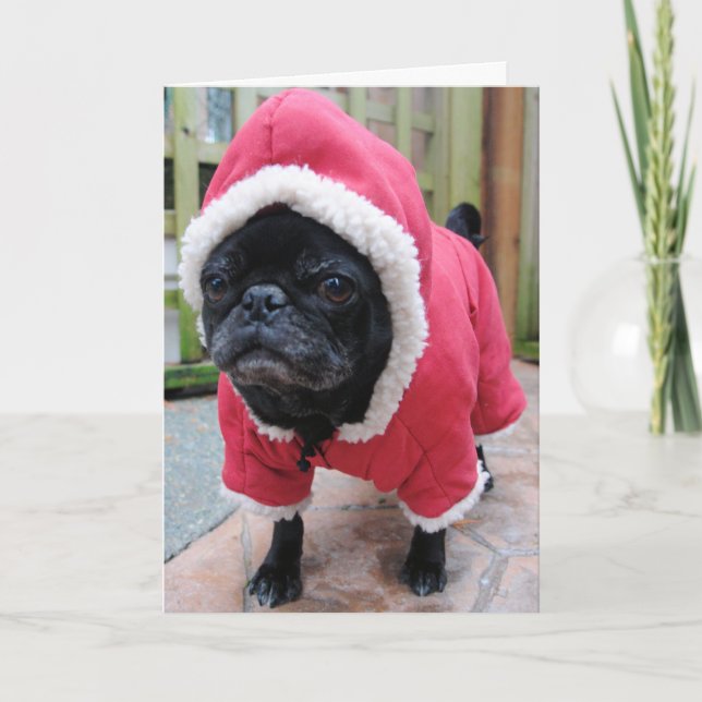 Underbart Pug Birthday Greeting-kort Kort (Framsida)