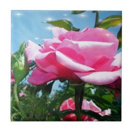 Underbart rosa ros i blå himmel. Floral-fotografi Kakelplatta