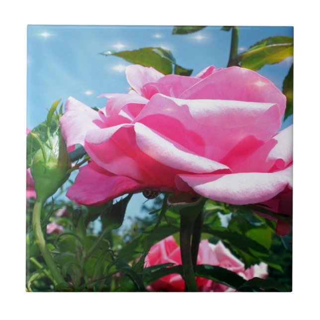 Underbart rosa ros i blå himmel. Floral-fotografi Kakelplatta (Framsidan)