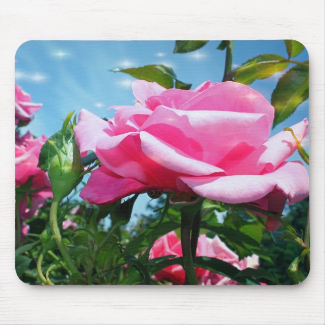 Underbart rosa ros i blå himmel. Floral-fotografi Musmatta (Framsidan)