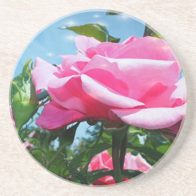Underbart rosa ros i blå himmel. Floral-fotografi Underlägg (Framsidan)