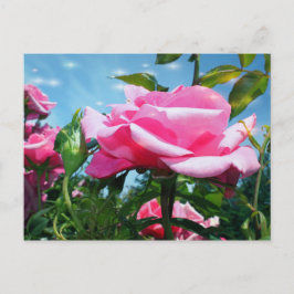 Underbart rosa ros i blå himmel. Floral-fotografi Vykort