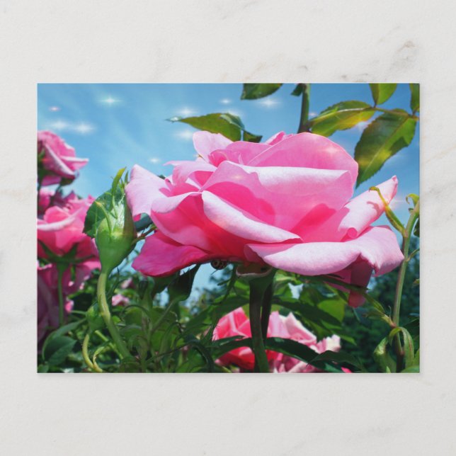 Underbart rosa ros i blå himmel. Floral-fotografi Vykort (Framsida)