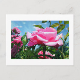 Underbart rosa ros i blå himmel. Floral-fotografi Vykort