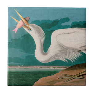 Underbart svartvit fågel från Amerika Audubon Sk Kakelplatta