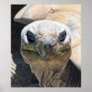 Underbart Turtle Poster! Poster