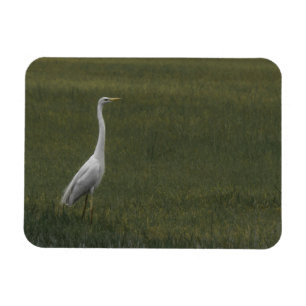 Underbart vitt öron Flexible Photo Magnet
