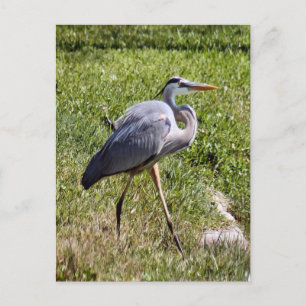 Underbart vykort för blå Heron