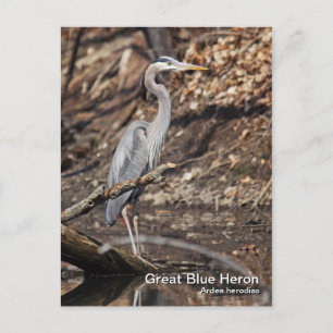 Underbart vykort för blå Heron