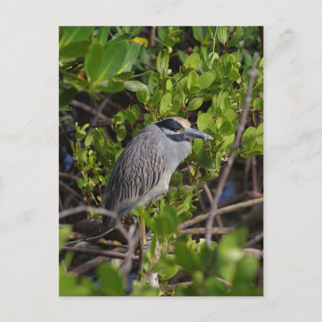 Underbart vykort för blå Heron (Framsida)