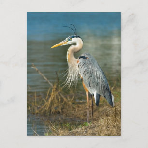 Underbart vykort för blå Heron