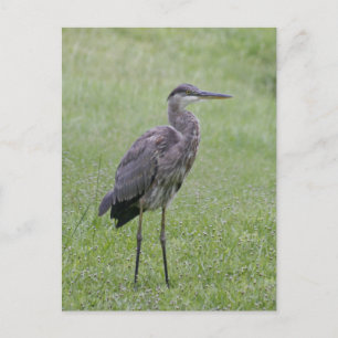 Underbart vykort för blå Heron-foto
