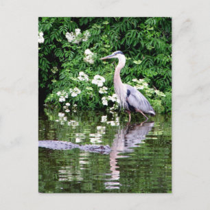 Underbart vykort för blå Heron och Alligator
