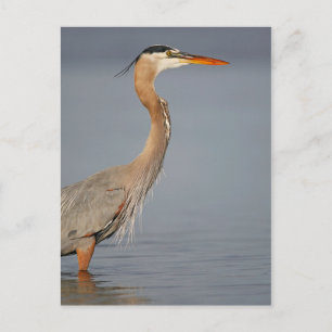 Underbart vykort för blå Heron-profil