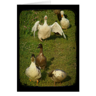 Underbart Waterfowl Hälsningskort