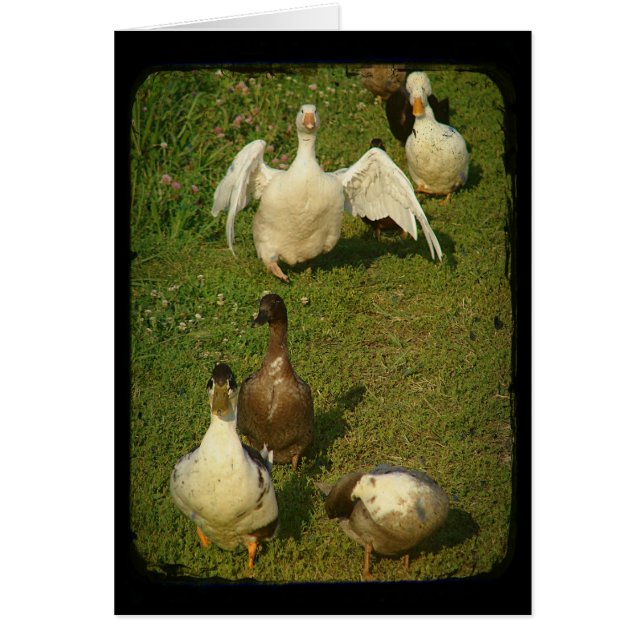 Underbart Waterfowl Hälsningskort (Framsidan)