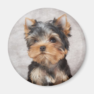 Underbart yorkie magnet