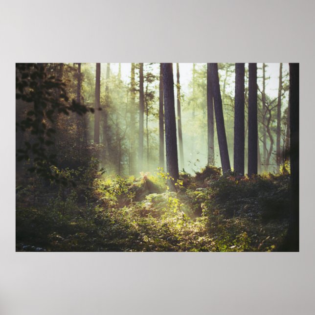 Underbrush i skogen poster (Framsidan)