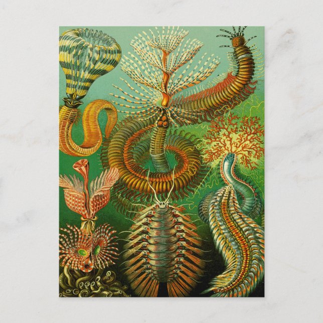 Underhav Färg Vykort (Framsida)