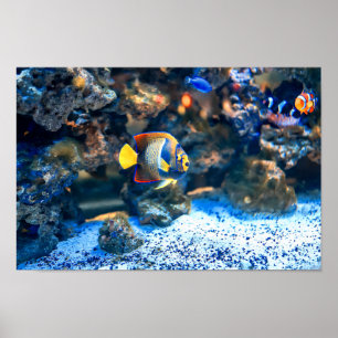 Underhav Vibrant Tropical Fish Coral Poster