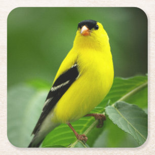 Underlägg amerikanska Goldfinch Drink Papper Kvadrat