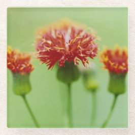 Underlägg av carnation - insamling av Blommigt