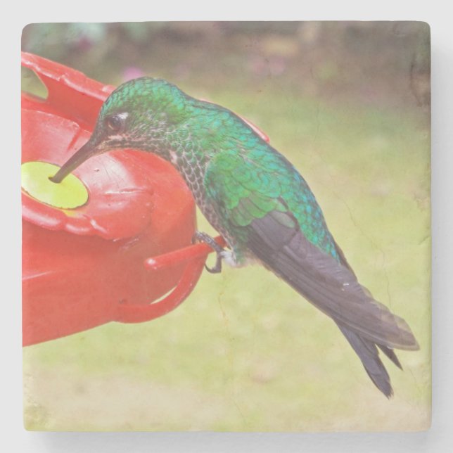 UNDERLÄGG AV HUMINGBIRD/LILA SABREWING/STONE STEN (Framsidan)