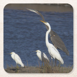 Underlägg av öron Birds Photo