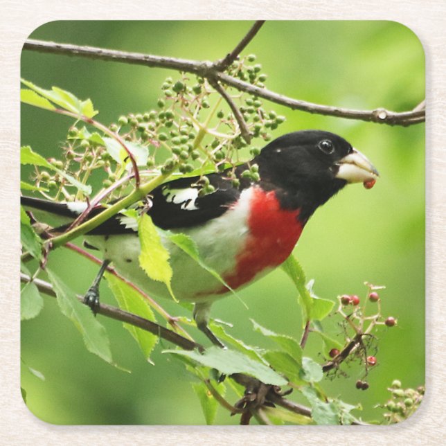 Underlägg av ro-bröst Grosbeak Drink (Framsidan)