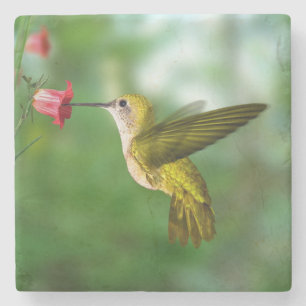 Underlägg av vacker Hummingbird i Flight Stone