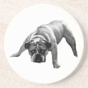 Underlägg av vaksam bulldog