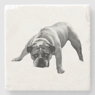 Underlägg av vaksam bulldog