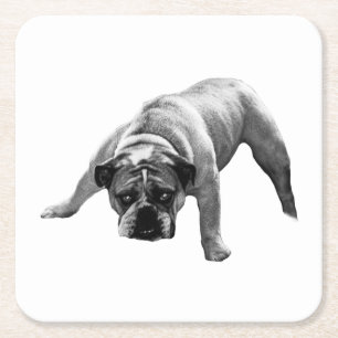 Underlägg av vaksam bulldog papper kvadrat