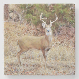 Underlägg Buck Vild Hjort Art