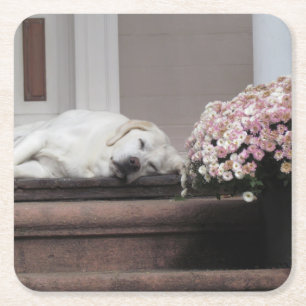 Underlägg hund Dag eftermiddag Papper Kvadrat