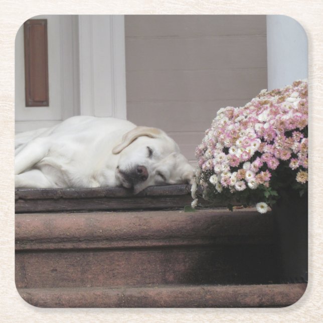 Underlägg hund Dag eftermiddag Papper Kvadrat (Framsidan)