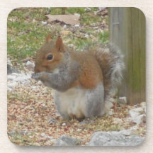 Underlägg Ställ in ekorre.