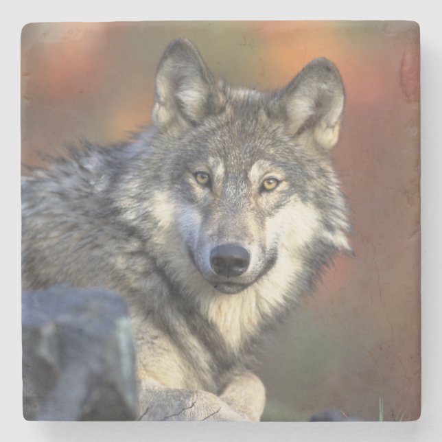 Underlägg varg Stone (Framsidan)