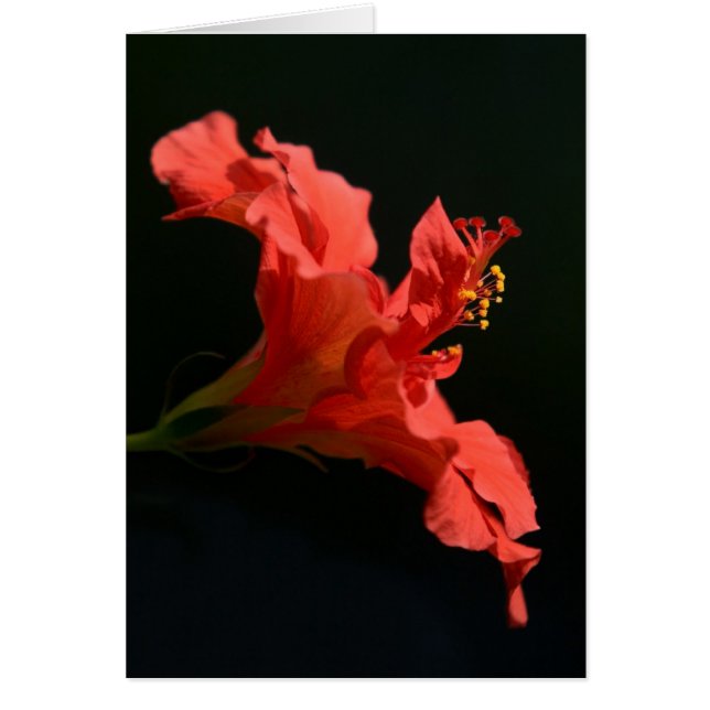 Underlig Hibiscus Flower Hälsningskort (Framsidan)